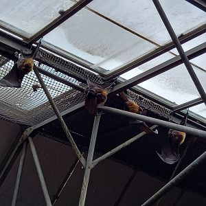 Rodrigues Fruit Bats