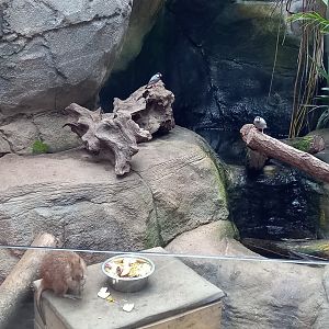 Javan Sparrows in the Potoroo Enclosure