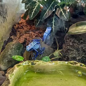 Blue Poison Dart Frogs