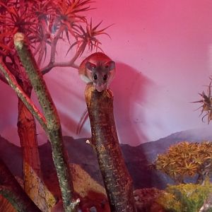 Egyptian Spiny Mouse