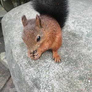 Red squirrel (Sciurus vulgaris)