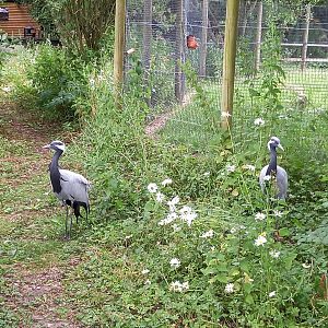 Demoiselle Cranes