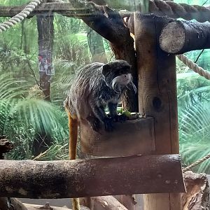 Emperor Tamarin
