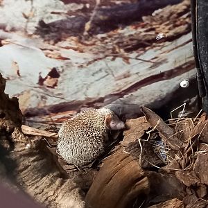 Lesser Hedgehog Tenrec