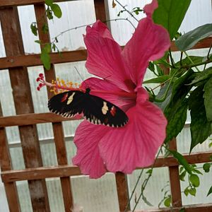 Postman Butterfly? - Lakeland Wildlife Oasis, Milnthorpe, UK