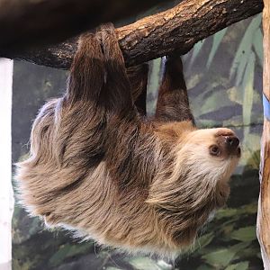 Hoffmann's two-toed sloth (Choloepus hoffmanni)