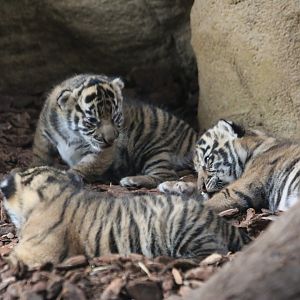 Three Tiger Cubs