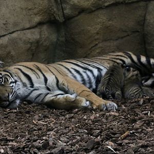 Gaysha & two of her recent cubs