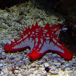 Red knob sea star (Protoreaster linckii) (07/22)