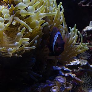Tomato clownfish (Amphiprion frenatus) (07/22)