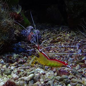 Cleaner shrimp (Lysmata amboinensis)