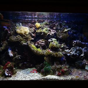 Tank for tomato clownfish, cleaner shrimp, red knob sea star (07/22)