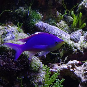 Purple queen anthias (Pseudanthias tuka) (/07/22)