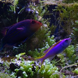 Purple queen anthias (Pseudanthias tuka) and sixline wrasse (Pseudocheilinus hexataenia) (/07/22)