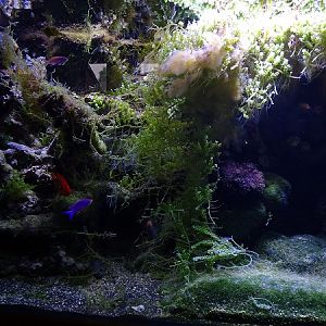 Tank for flame angel, purple queen anthias and sixline wrasse (07/2022)