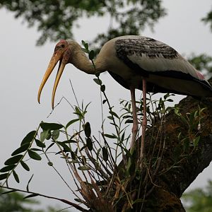 Painted Stork