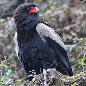 Bateleur