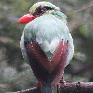 Javan green magpie