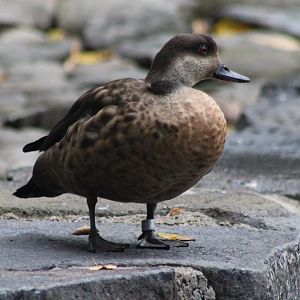 Crested duck