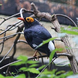 Yellow-faced myna