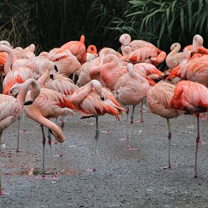 Flamingos