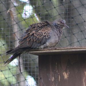 European turtle dove