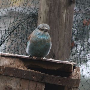 European roller