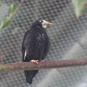 Golden-crested myna - juvenile