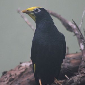 Golden-crested myna - adult