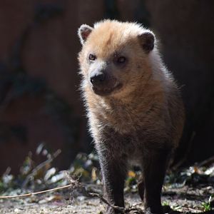 [March 2019] River's Edge- bush dog (Speothos venaticus)