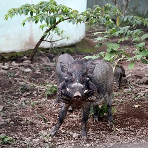 Javan Warty Pig (Sus verrucosus)