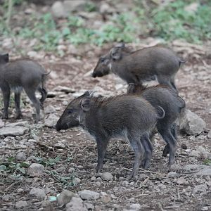 Javan Warty Pig (Sus verrucosus)