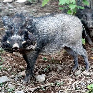 Javan Warty Pig (Sus verrucosus)