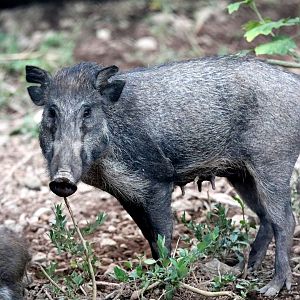 Javan Warty Pig (Sus verrucosus)