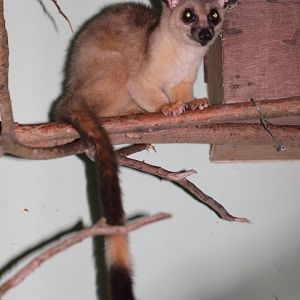 Javan Small-toothed Palm Civet (Arctogalidia (trivirgata) trilineata)