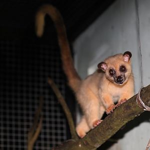 Javan Small-toothed Palm Civet (Arctogalidia (trivirgata) trilineata)