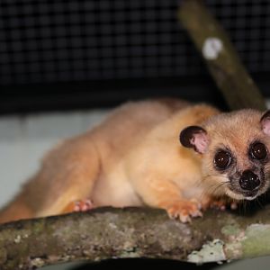 Javan Small-toothed Palm Civet (Arctogalidia (trivirgata) trilineata)