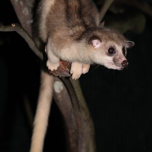 Javan Small-toothed Palm Civet (Arctogalidia (trivirgata) trilineata)