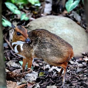 Java mouse-deer (Tragulus javanicus)