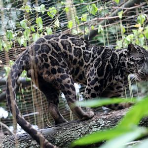 Sunda clouded leopard (Neofelis diardi)