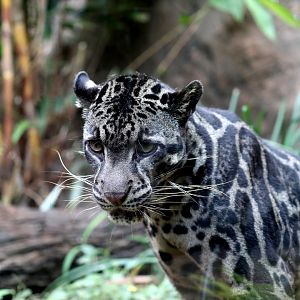 Sunda clouded leopard (Neofelis diardi)