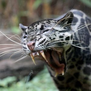 Sunda clouded leopard (Neofelis diardi)