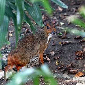 Java mouse-deer (Tragulus javanicus)