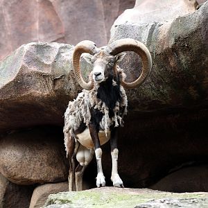 mouflon (Ovis gmelini)