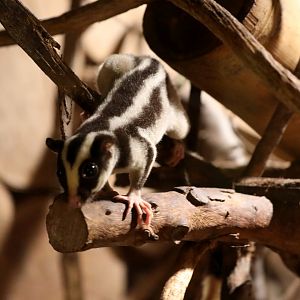 common striped possum (Dactylopsila trivirgata)