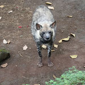 striped hyena (Hyaena hyaena)