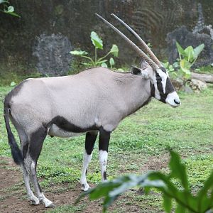 gemsbok (Oryx gazella)