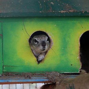 Cape ground squirrel or South African ground squirrel (Geosciurus inauris)