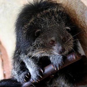 Javan binturong (Arctictis binturong penicillatus)