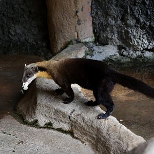 Javan Yellow-throated Marten (Martes flavigula robinsoni)